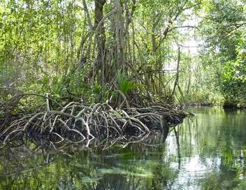 C'est pas sorcier Mystérieuse mangrove