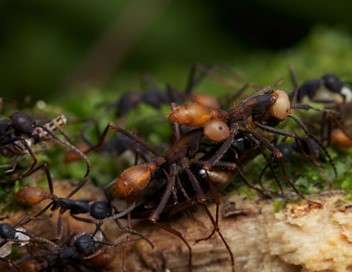 La cit des fourmis