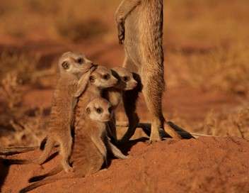 La famille suricate
