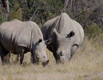 La terre des géants Eléphants et rhinocéros : une cohabitation complexe