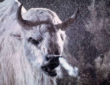 Le bison blanc