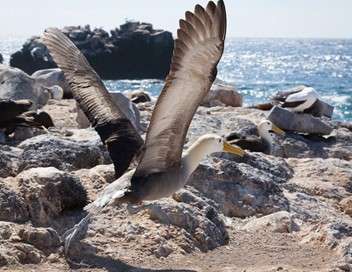 Galapagos, l'archipel sauvage