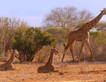 Les dernires girafes