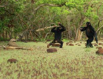 Chimpanzs, le combat des chefs