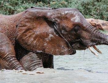 Éléphants : retour à la vie sauvage