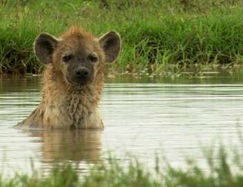 Natre et survivre dans le Serengeti