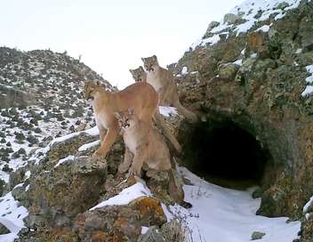 Les pumas, furtifs félins du Montana Partir en chasse