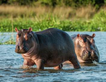 Hippopotames, les architectes de l'Okavango