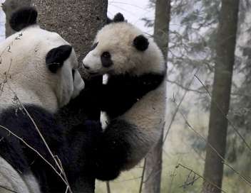 4 saisons au royaume du panda Naissance d'un géant