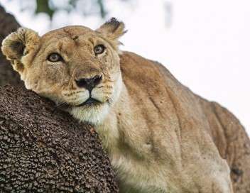 Le règne des lions du Masai Mara
