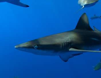 Ascension Island : l'île aux requins