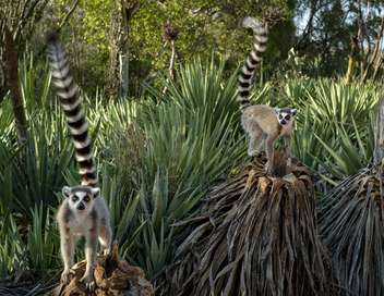 Madagascar : les gangs de lmuriens