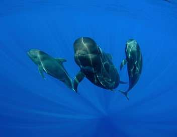 Plonge avec les baleines-pilotes