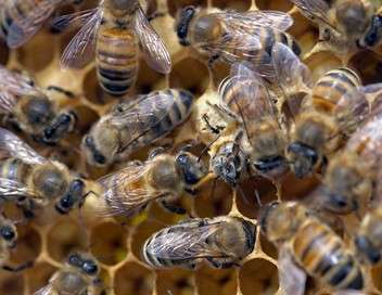 Les matres des abeilles