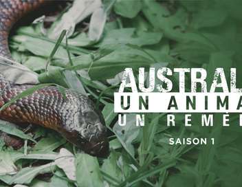 Australie : un animal, un remède