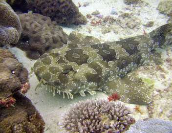 Triangle de Corail : merveilleuse biodiversit marine