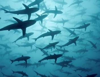 Cinquante nuances de requins