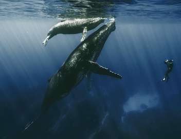 Quand baleines et tortues nous montrent le chemin