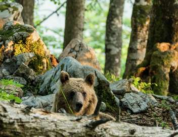 Slovnie, terre des ours
