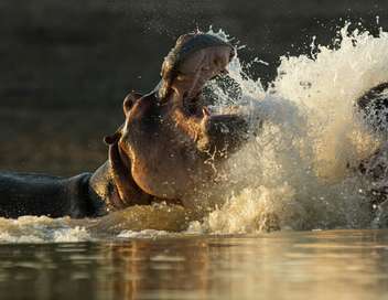 The Hippo King