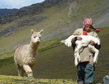 Pérou, un alpaga pour Christobal