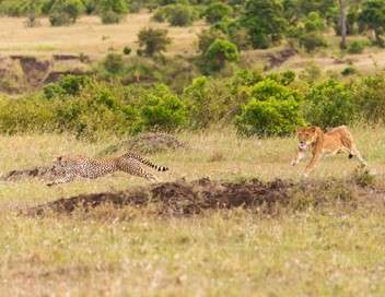 La meute - Cinq guépards dans le Serengeti