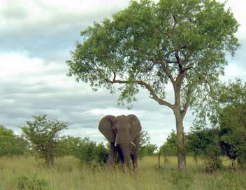 Afrique, les arbres de la vie