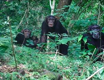Mbudha, la source des chimpanzs