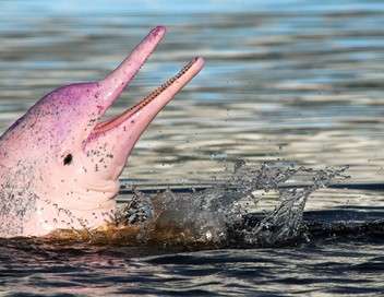 Le mystre du dauphin rose