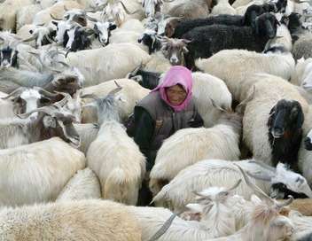 Tsering, bergre au Ladakh