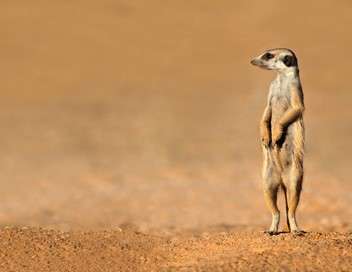 Klinky et les suricates du Kalahari