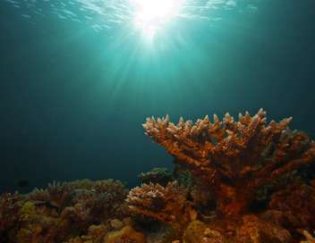 Les mystres de la Barrire de corail