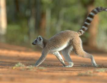 Madagascar : les gangs de lmuriens