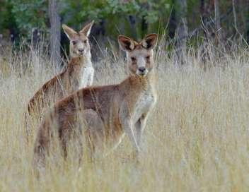 La vie secrète du kangourou
