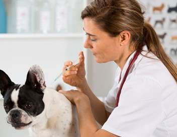 Urgences L'incroyable quotidien des vétérinaires de l'urgence