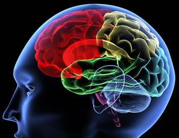 Brain Games : testez votre cerveau