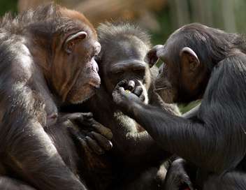 La grande récré des animaux Chimpanzés : le combat des chefs