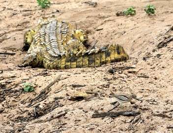 Crocodiles, des parents attentionns