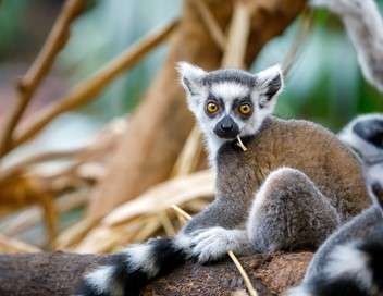 Les lémuriens de Madagascar
