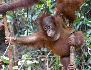 L'cole des orangs-outans