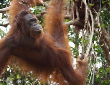 L'cole des orangs-outans