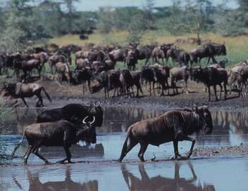 Serengeti - Panique dans le troupeau