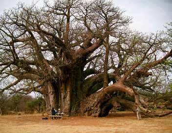 Le baobab, gant de la savane