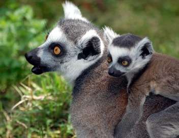 Madagascar, terre des lmuriens