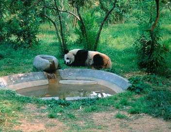 Panda, n pour tre libre
