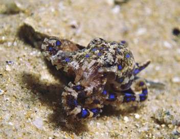 Belle et mortelle : la pieuvre  anneaux bleus