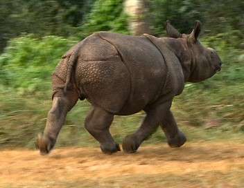 Le retour des rhinocros indiens