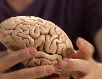 Les pouvoirs du cerveau Notre intelligence dvoile