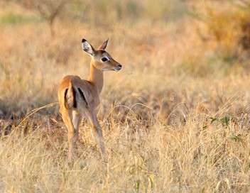 S.O.S. Animaux en danger Les dernires antilopes