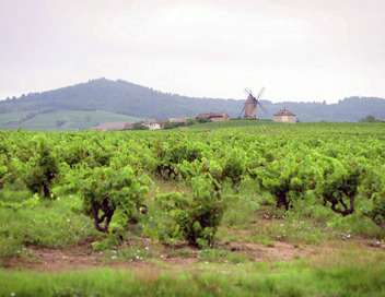 Voyages au pays des vins de terroir